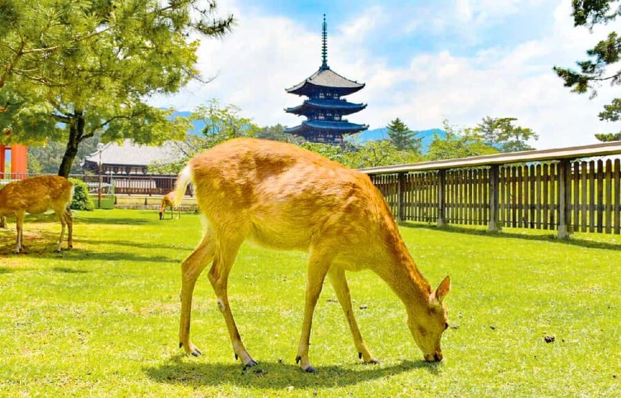 Osaka: Nara and Uji Day Trip with Deer Park and Hot Spring - A full day from Osaka, with three very different moods