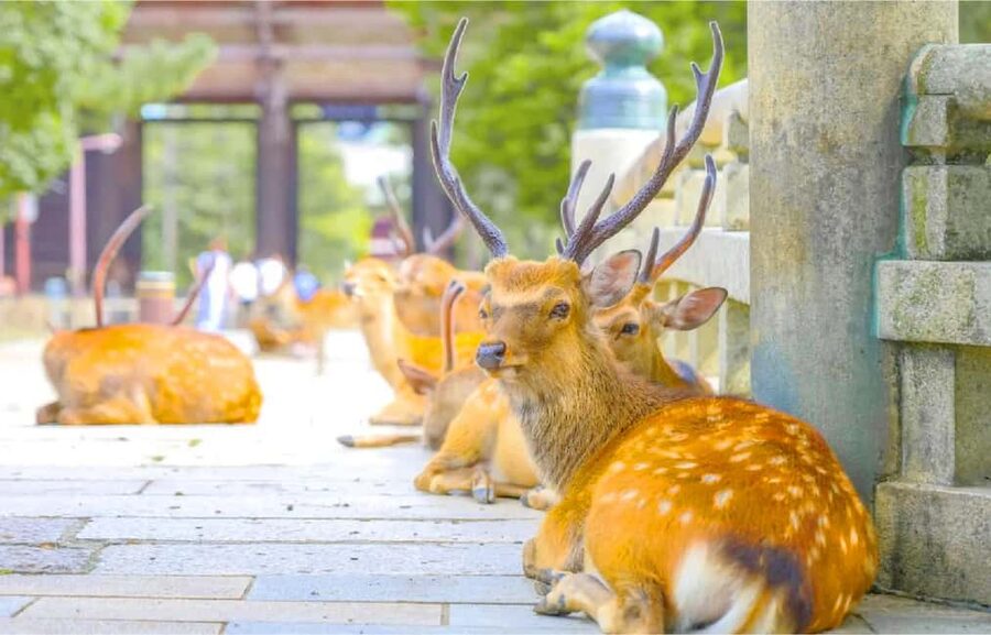 Osaka: Nara and Uji Day Trip with Deer Park and Hot Spring - Uji’s matcha streets and riverside atmosphere