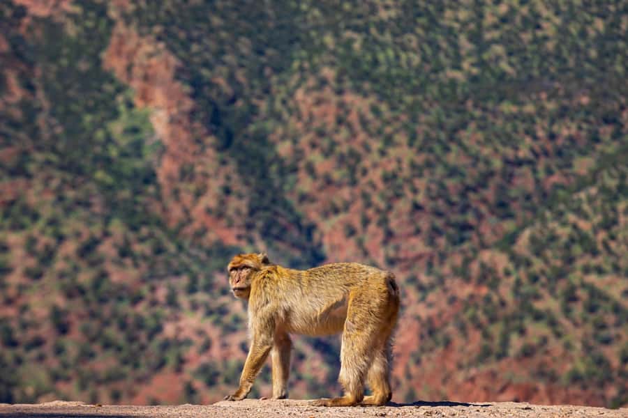 Ouzoud Waterfalls: Day Trip from Marrakech - Lunch with a waterfall view, but read the fine print