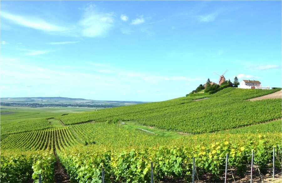 Paris: Private Day Trip to Champagne with 8 Tastings & Lunch - Is $1,817 good value?