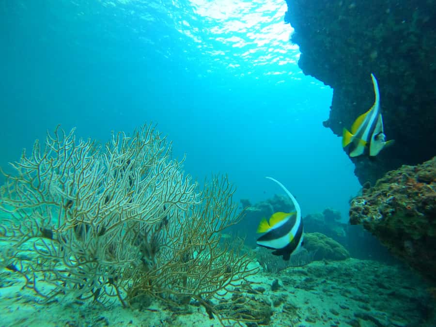 Phi Phi & Bamboo Islands: Premium Day Trip w/ Seaview Lunch - Monkey Beach is a short wildlife and photo stop