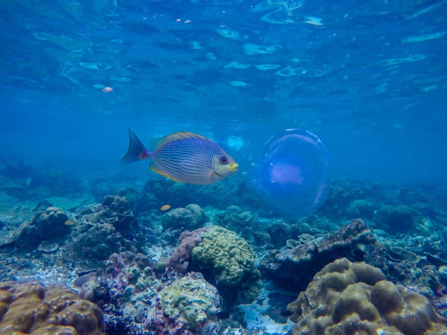 Phi Phi & Bamboo Islands: Premium Day Trip w/ Seaview Lunch - Phi Phi Holiday Resort makes lunch a real pause
