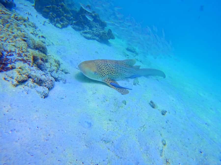 Phi Phi & Bamboo Islands: Premium Day Trip w/ Seaview Lunch - Bamboo Island delivers the first beach-and-snorkel payoff