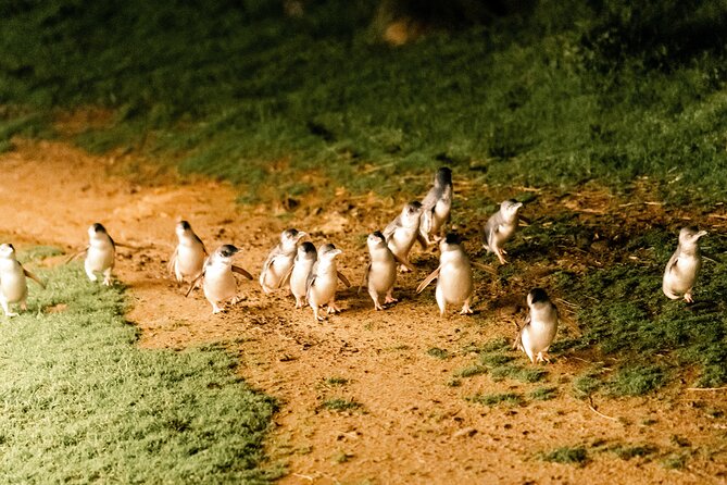Phillip Island Day Trip from Melbourne with Penguin Plus Viewing Platform - Who should book this Phillip Island day trip?
