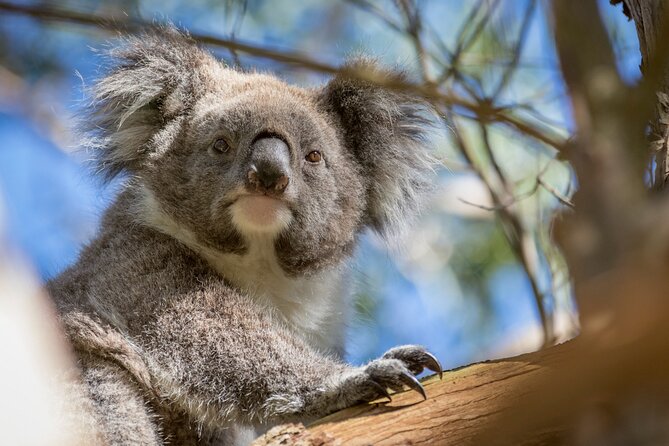 Phillip Island Penguin and Koala Highlights Day-Trip from Melbourne - The Nobbies and Phillip Island’s rugged coast