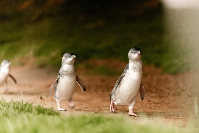 Phillip Island Penguin and Koala Highlights Day-Trip from Melbourne - What the Penguin Parade viewing is really like