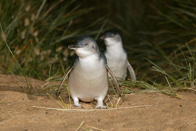 Phillip Island Penguin and Koala Highlights Day-Trip from Melbourne - Who will enjoy this day most?