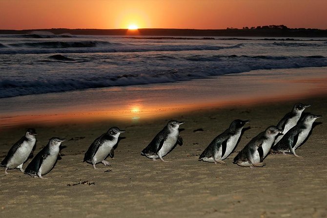 Phillip Island Penguin and Koala Highlights Day-Trip from Melbourne - The Melbourne pickup and coach ride