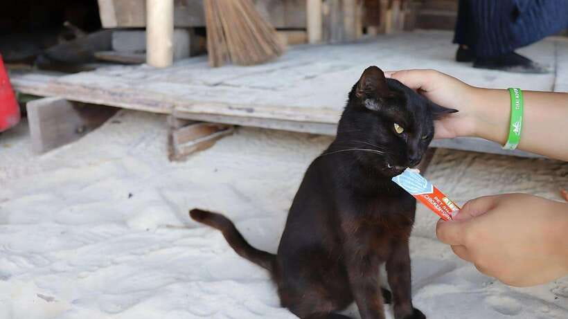 Phuket: Khai Nok, Khai Nai, and Khai Nui Island Day Trip - Key points to know before you book
