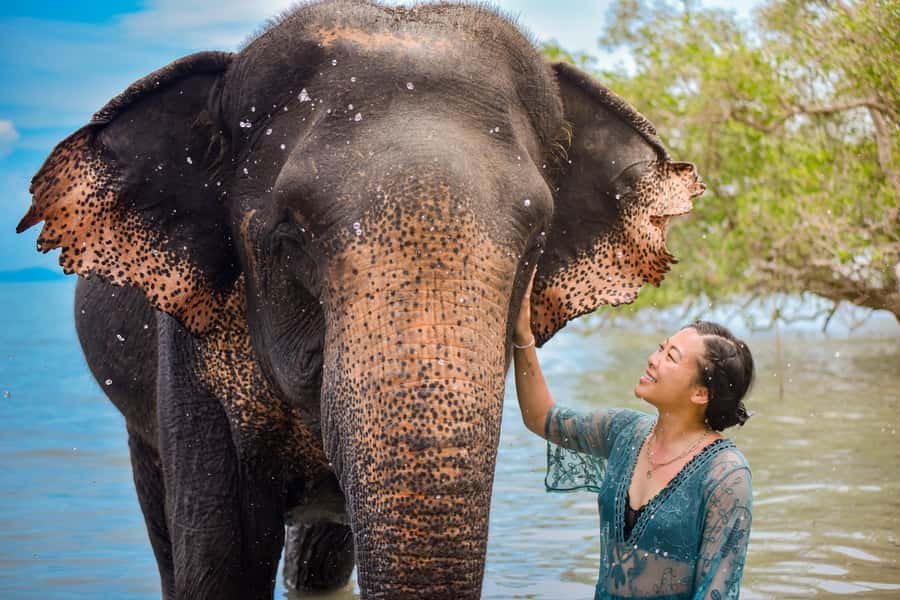 Phuket: Lily Elephant Half day Trip on the Beach with lunch - Meeting Phuket’s elephants at Lily Elephant Camp