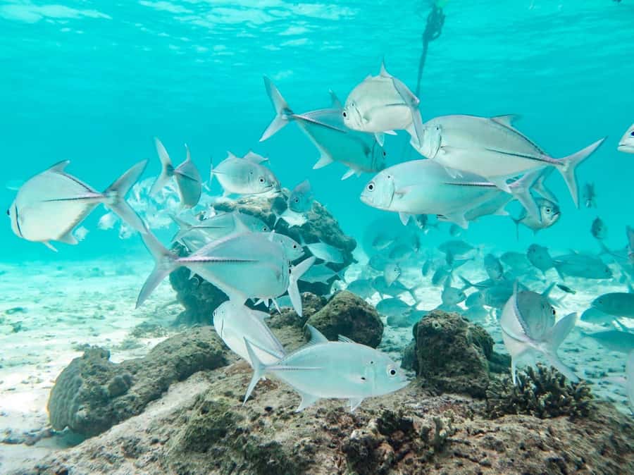 Phuket: Similan Island Full-Day Trip by Speedboat with Meals - The real shape of this Similan Islands day