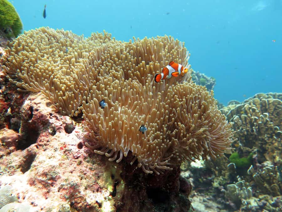 Phuket: Similan Island Full-Day Trip by Speedboat with Meals - Miang Island, Koh 4, starts the island time