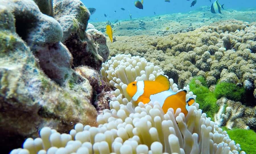 Phuket: Similan Island Full-Day Trip by Speedboat with Meals - The return pier stop adds practical comfort