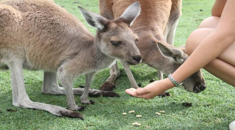 Pinnacles, Koalas, 4WD & Sandboarding Tour from Perth - Should you book the Pinnacles, Koalas, 4WD and Sandboarding Tour?