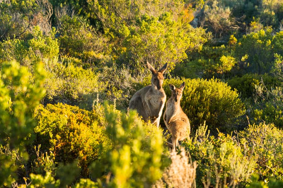 Port Lincoln: Coffin Bay Seafood, Wine, and Nature Day Trip - Value at $183 per person