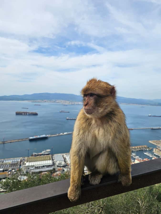 Private Day Trip: Gibraltar & (Tangier) Morocco from Seville - Meeting Gibraltar at the Rock