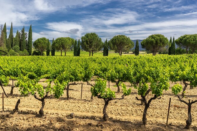 Provence Day Trip with Cassis Village Boat Ride and Local Wine Tasting from Aix - Cassis wine: a compact tasting with local identity