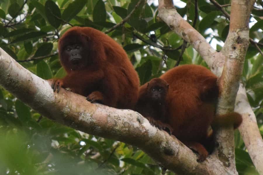 Puerto Maldonado: Sandoval Lake Full-Day Trip with Canoeing - Key points to know before booking