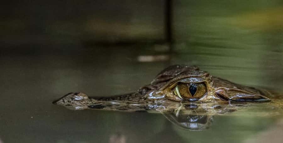 Puerto Maldonado: Sandoval Lake Full-Day Trip with Canoeing - Lunch, black caimans, and the trip back