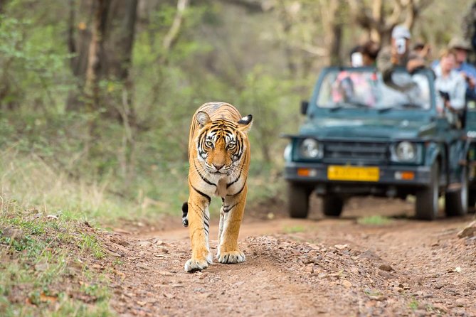 Ranthambore Tiger Safari Day trip from Jaipur - All Inclusive - Jaipur to Ranthambore: the price of seeing the park