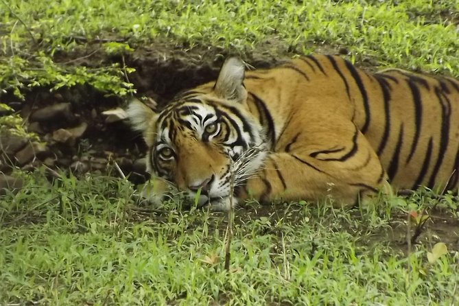 Ranthambore Tiger Safari Day trip from Jaipur - All Inclusive - What you may see in the park