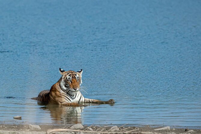 Ranthambore Tiger Safari from Jaipur – 1 or 2 Days - Why Ranthambore makes a long day from Jaipur worthwhile