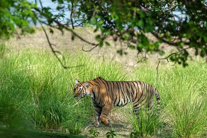 Ranthambore Tiger Safari from Jaipur – 1 or 2 Days - Returning to Jaipur after sunset