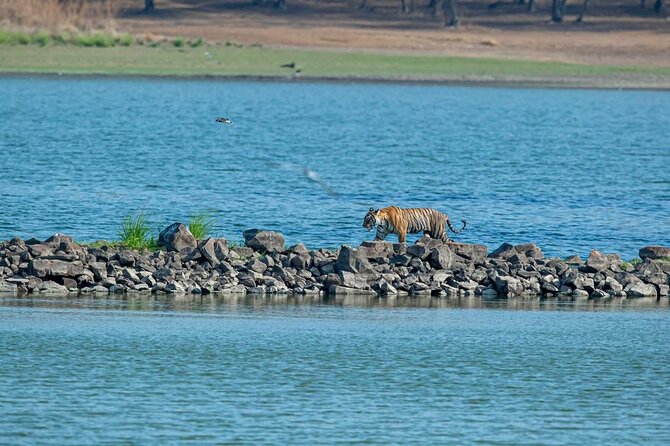 Ranthambore Tiger Safari from Jaipur – 1 or 2 Days - The three-hour afternoon safari