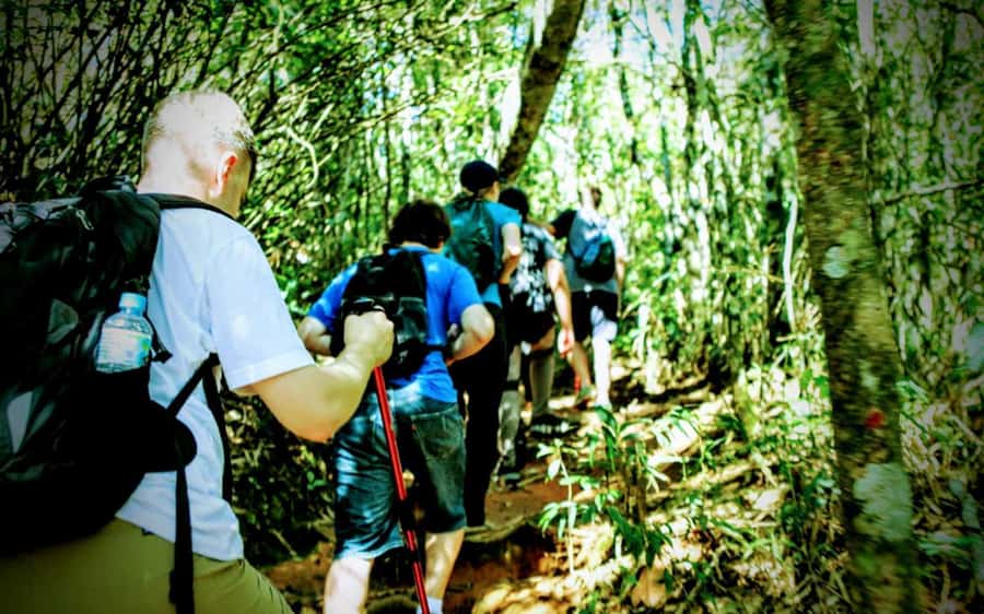 Rio de Janeiro: Tijuca Forest Challenge Hike Full-Day Trip - The quieter trail reveals Rio’s coffee-farm past