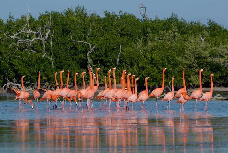 Riviera Maya: Rio Lagartos & Las Coloradas Day Trip w/Lunch - Las Coloradas and the famous pink ponds