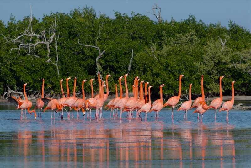 Riviera Maya: Rio Lagartos & Las Coloradas Day Trip w/Lunch - Lunch in Rio Lagartos