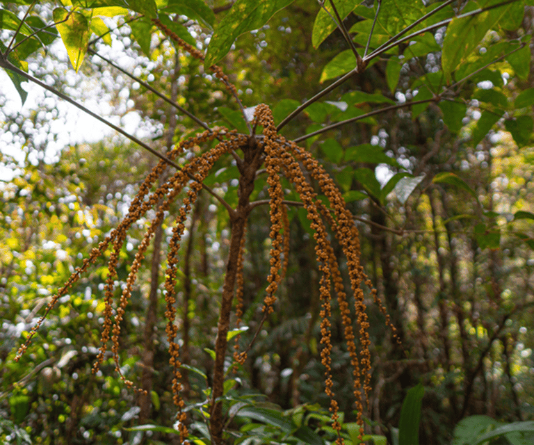 Sabah: Kota Kinabalu Park and Hot Spring Day Trip - The canopy walkway: rewarding, but not effortless