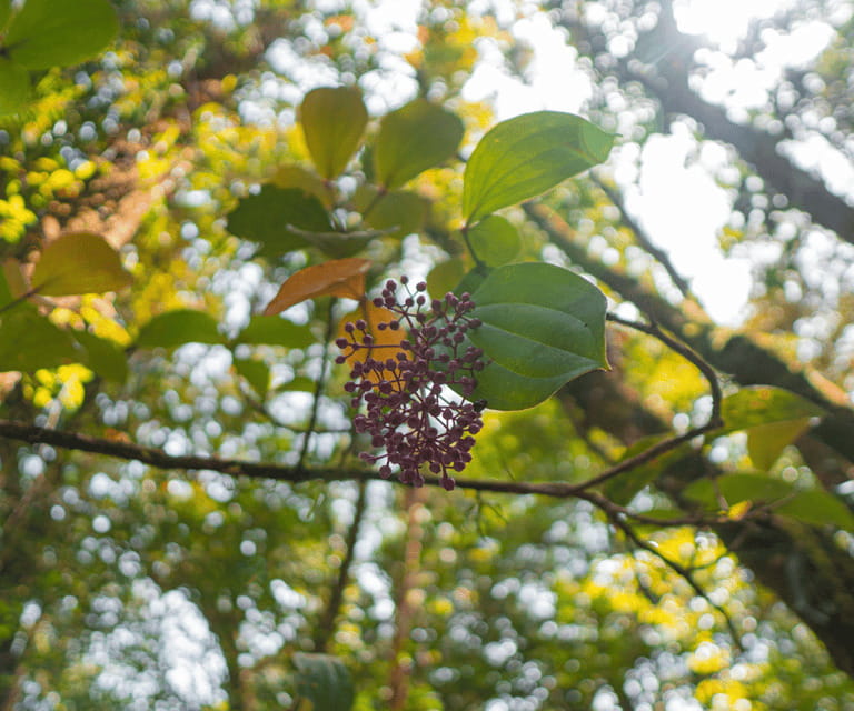 Sabah: Kota Kinabalu Park and Hot Spring Day Trip - Poring Hot Spring and the final hour
