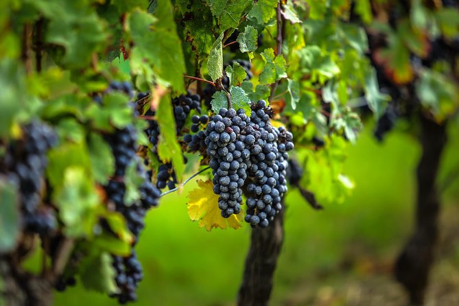 Saint Emilion Half-Day Trip with Wine Tasting & Winery Visit from Bordeaux - A grand cru château and its working wine cellars