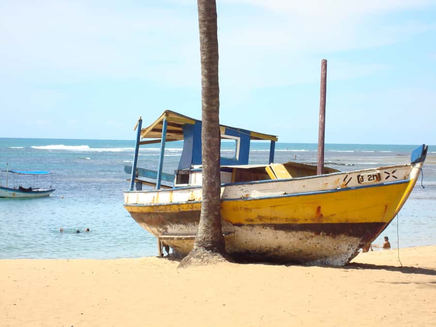 Salvador: Praia Do Forte and Guarajuba Beach Day Trip - From Salvador to Bahia’s coconut coast
