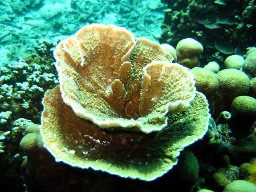 Samui: Angthong National Marine Park Day Trip by Speedboat - What the speedboat is really like