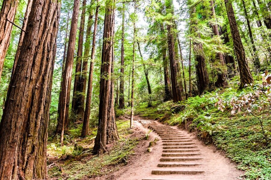 San Francisco: Muir Woods and Sausalito Half-Day Trip - Sausalito in 45 minutes