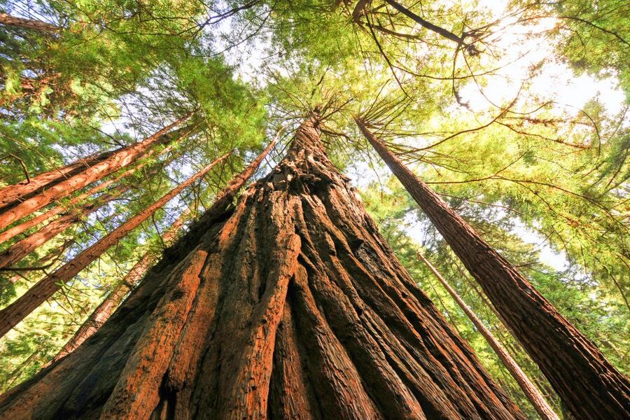 San Francisco: Muir Woods and Sausalito Half-Day Trip - What the $95 price gets you