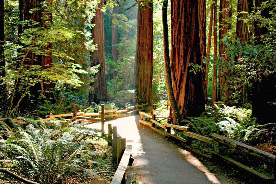 San Francisco: Muir Woods and Sausalito Half-Day Trip - The guides make a real difference