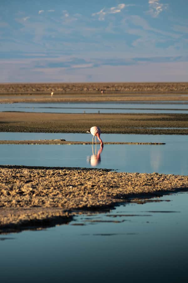 San Pedro de Atacama: Red Rocks & Altiplano Lagoons Day Trip - A long day across the Atacama highlands