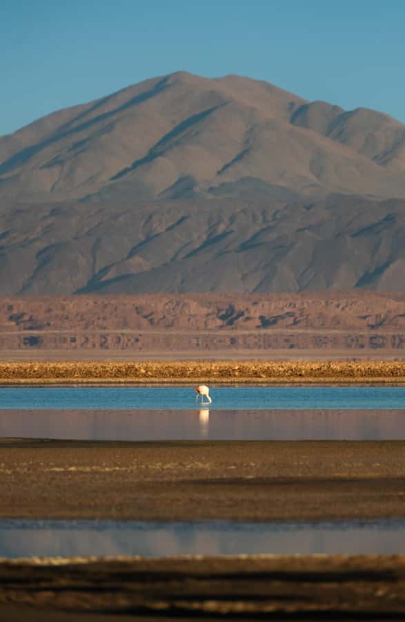 San Pedro de Atacama: Red Rocks & Altiplano Lagoons Day Trip - Chaxa Lagoon and the flamingo reserve