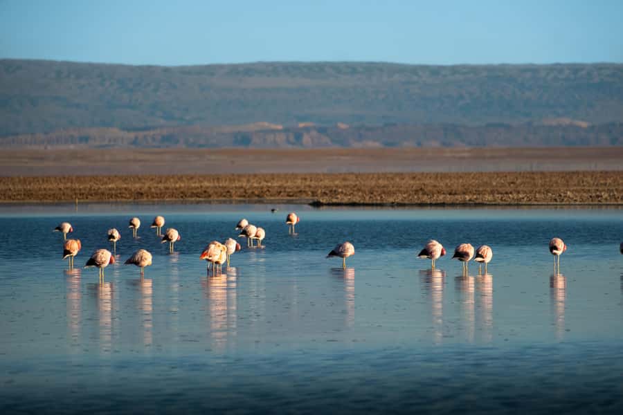 San Pedro de Atacama: Red Rocks & Altiplano Lagoons Day Trip - Red Rocks at 3,800 meters