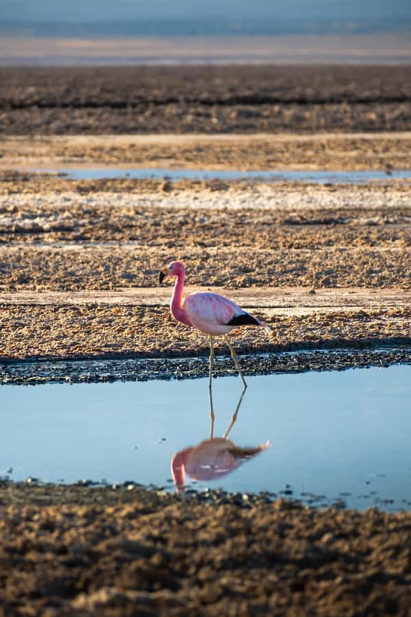 San Pedro de Atacama: Red Rocks & Altiplano Lagoons Day Trip - Miscanti and Miñiques, two high lagoons