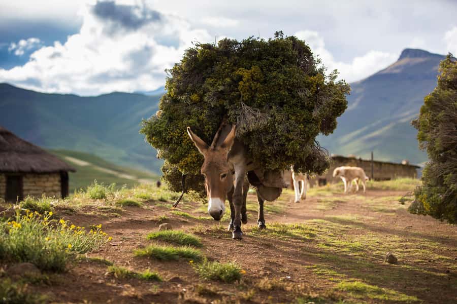 Sani Pass Day Tour from Underberg - The Sani Pass climb from Underberg