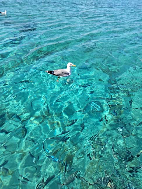 Santa-Giulia: Half-day trip to the Lavezzi Islands - Practical details before you go