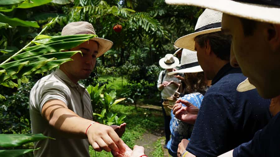 Santa Marta: Minca Coffee, Cocoa, & Waterfall Full-Day Trip - Hiking into the Minca hills