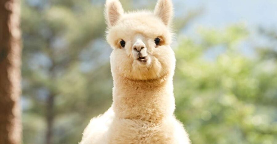 Seoul: Gangwon-do Day Trip with Alpaca World & Nami Island - Why this Gangwon-do day trip works from Seoul
