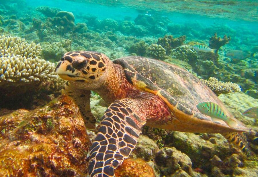Similan Islands Early-Bird Tour From Phuket and Khao Lak! - Should you book the Similan Islands Early-Bird Tour?