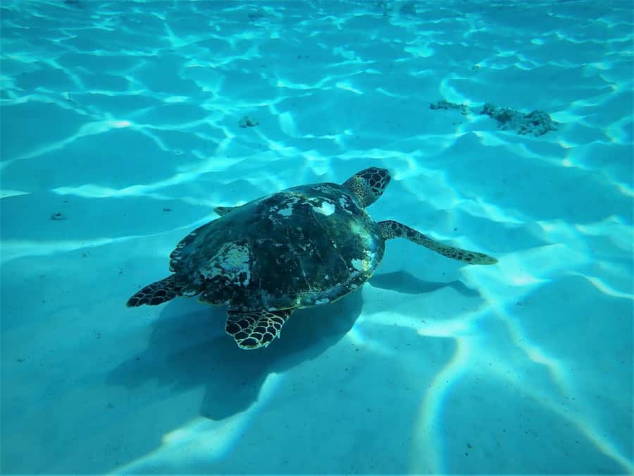 Similan Islands Early-Bird Tour From Phuket and Khao Lak! - Lunch beside Honeymoon Bay