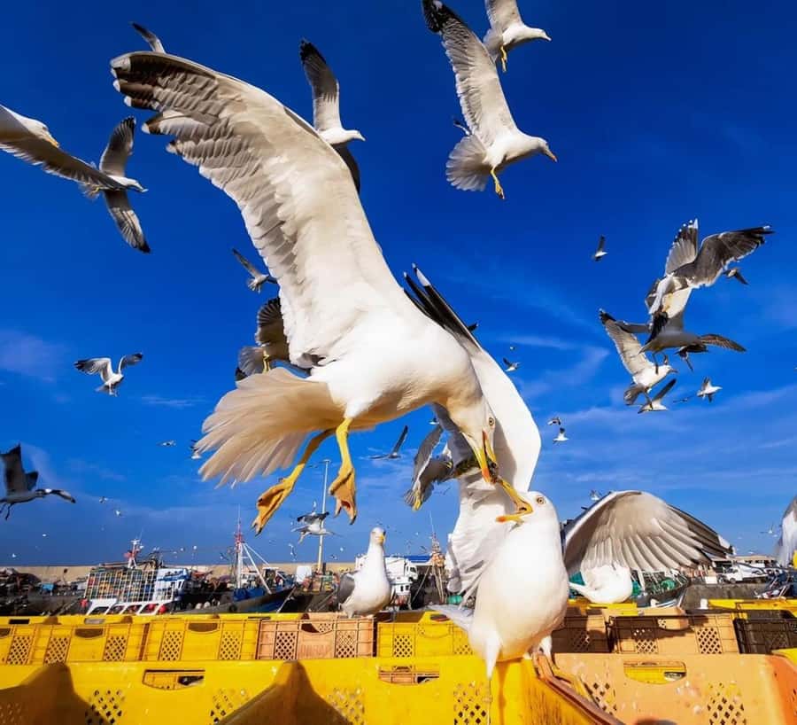 Small-Group Day Trip from Marrakech to Essaouira Mogador - Is the $12 price good value?